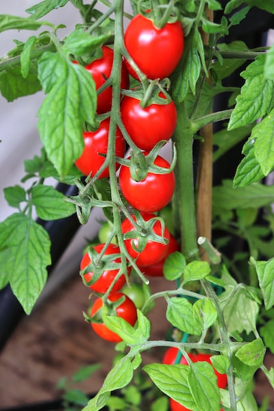 À quoi peuvent servir les tomates vertes en fin de saison ?